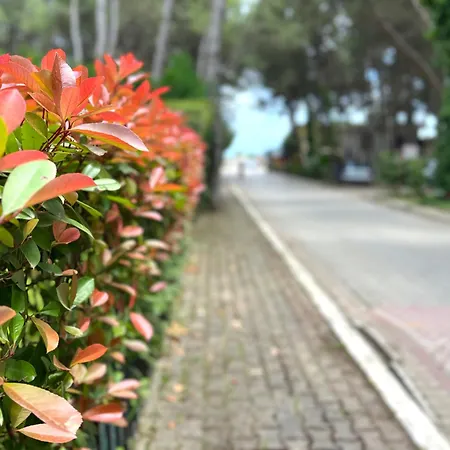 By The Daire Golem (Tirana)