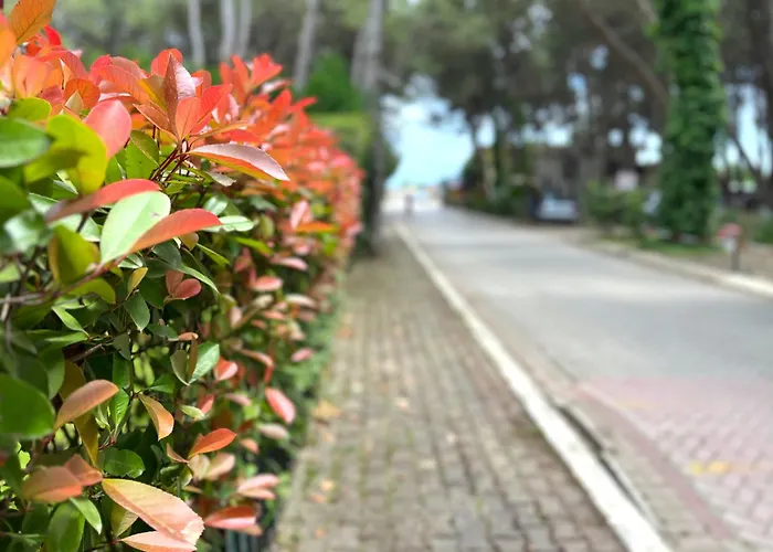 By The Daire Golem (Tirana)